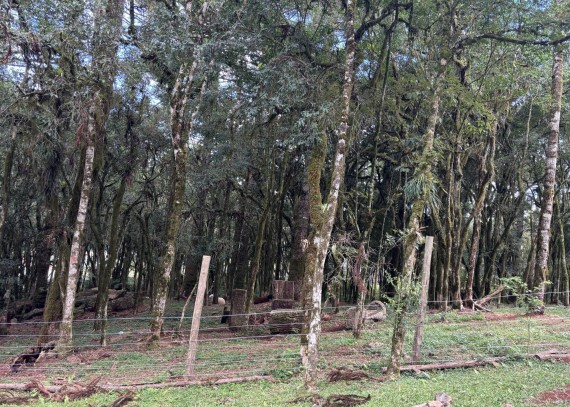 Terreno, no bairro Suzana em Canela