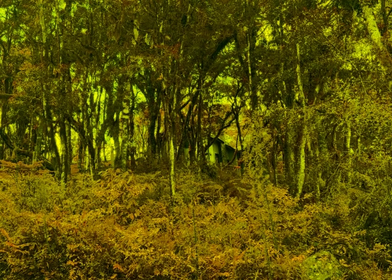 Terreno em Canela