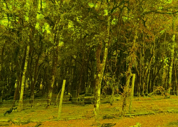 Terreno em Canela