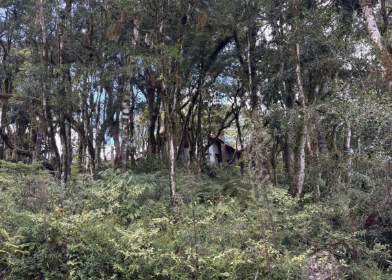 Terreno em Canela